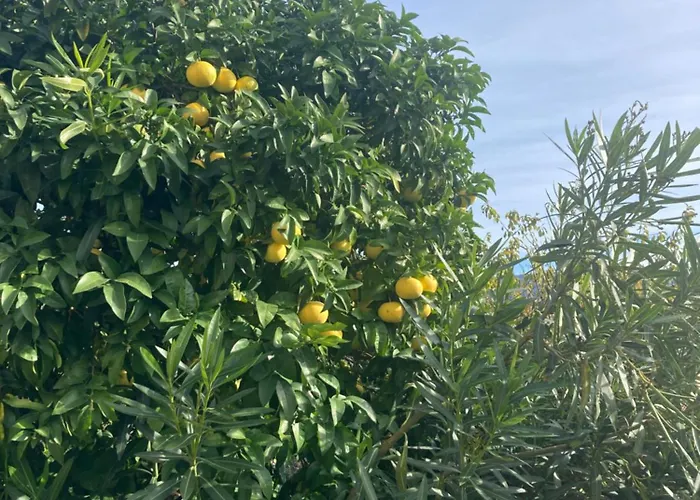 Casa Kurt Lejlighed *